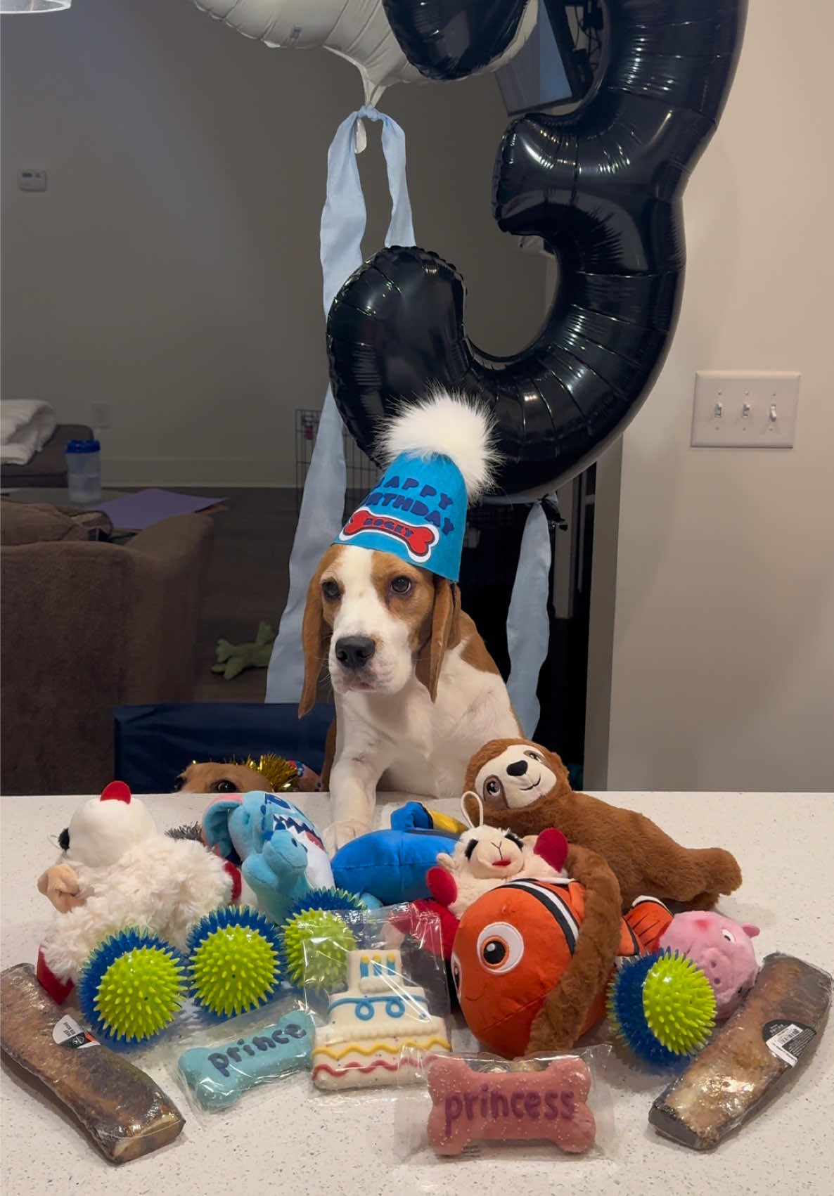 @Bogey the Beagle