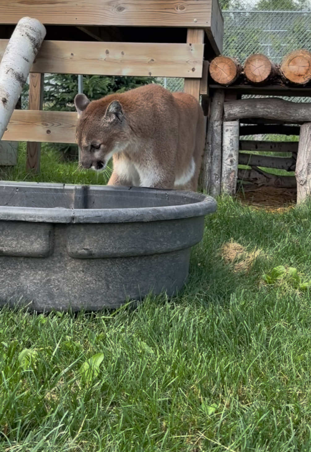 @The Wildcat Sanctuary