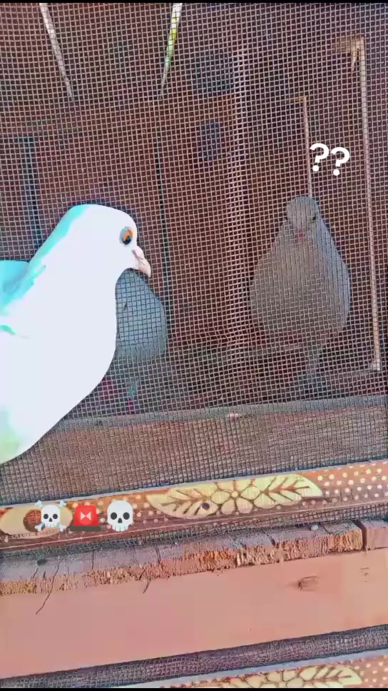 @آپنا شوق کبو تر باز ى