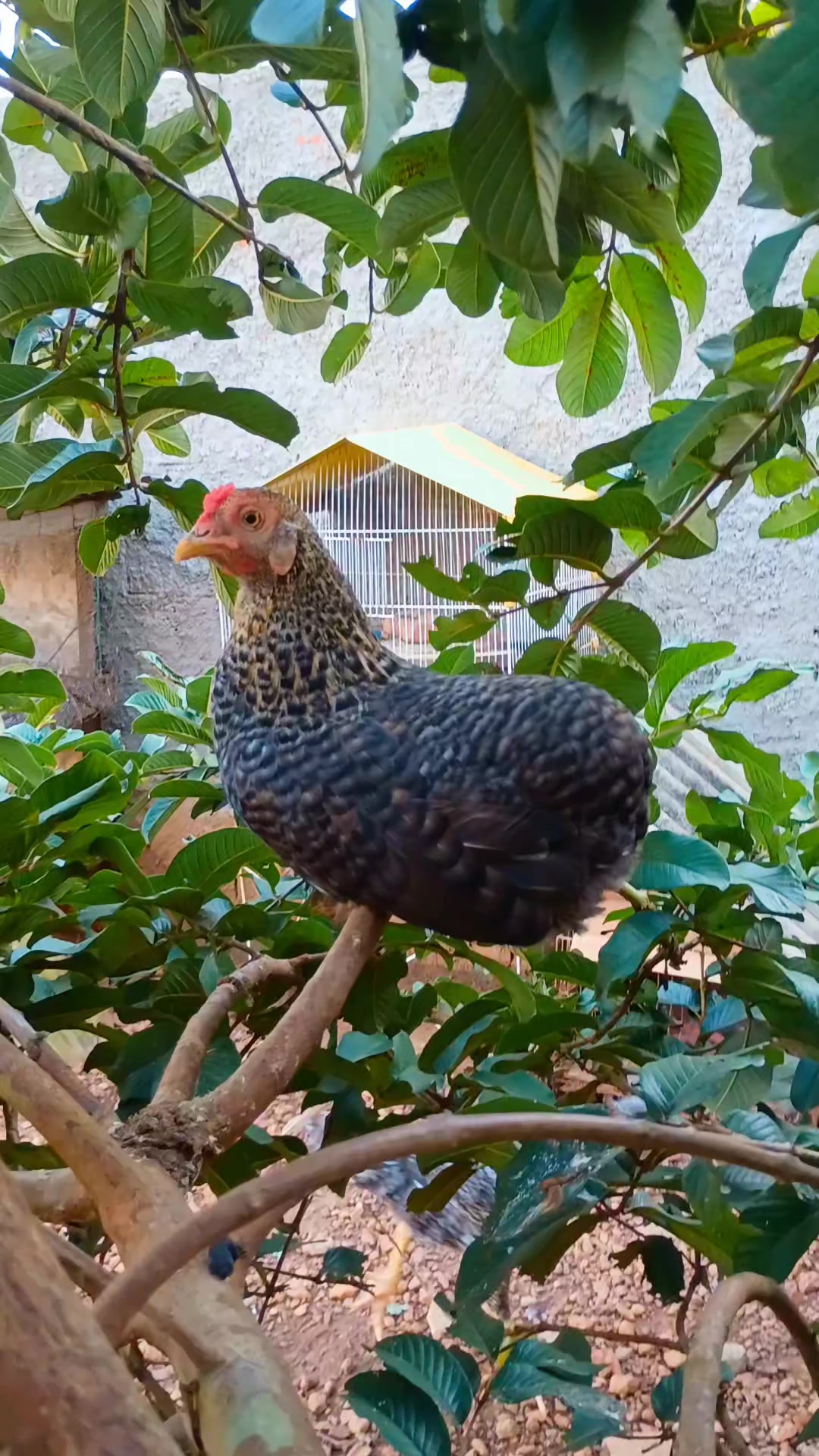 @🐔CRIAT&Oacute;RIO MZ🐓