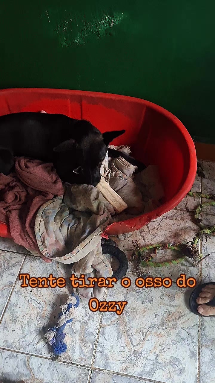 @MagdAmAnimais😾🐶🕊🐅🐍🐢🦜