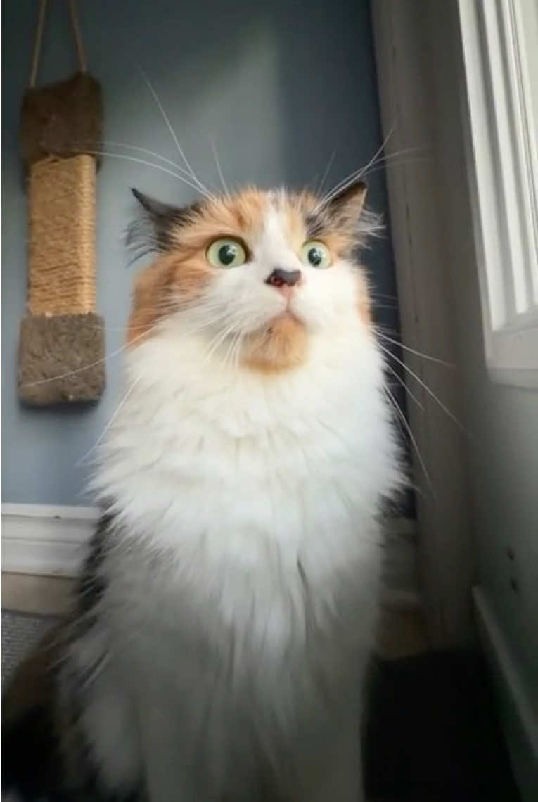 @The Oreo Cat
