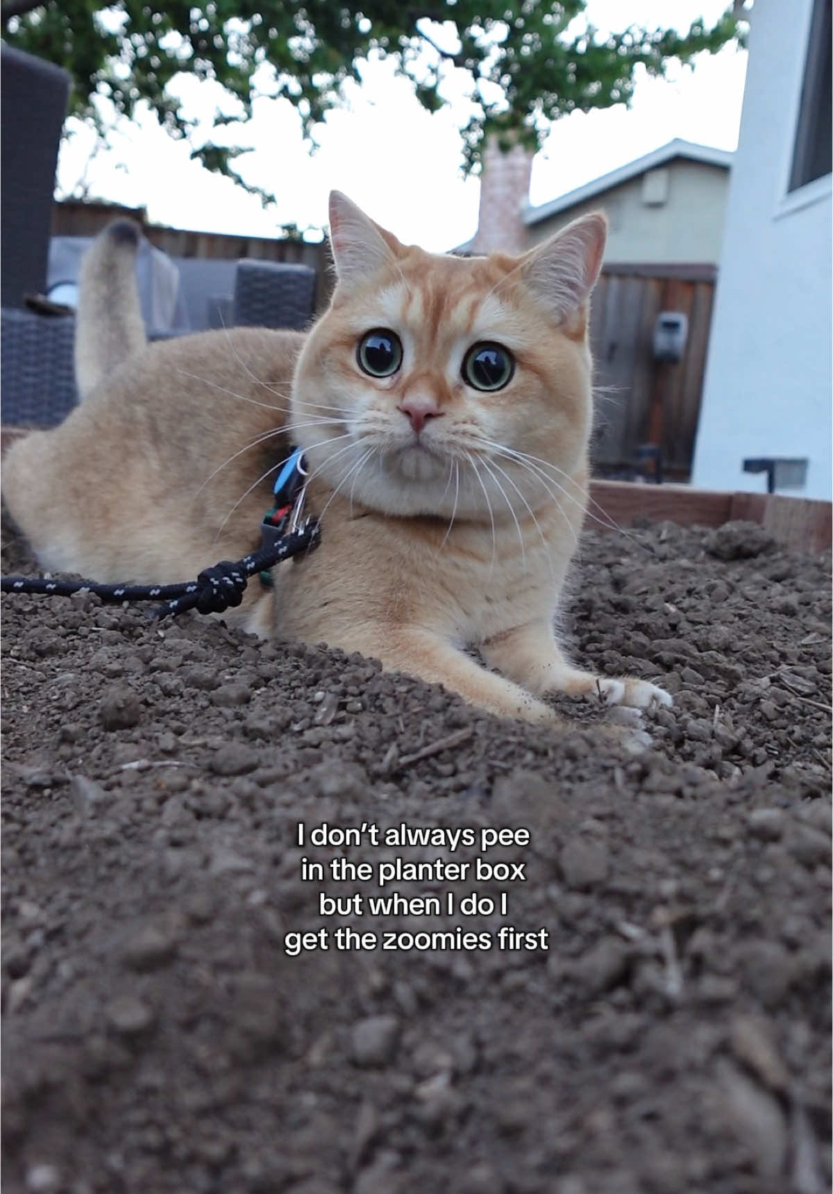@tessie_cat_and_bert