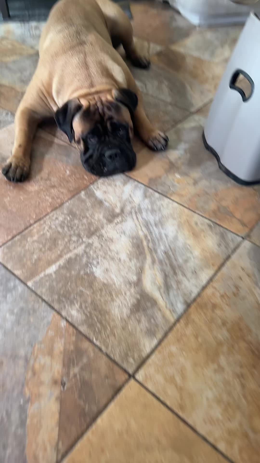 @🐾BullMastiff Mom 🐾💜