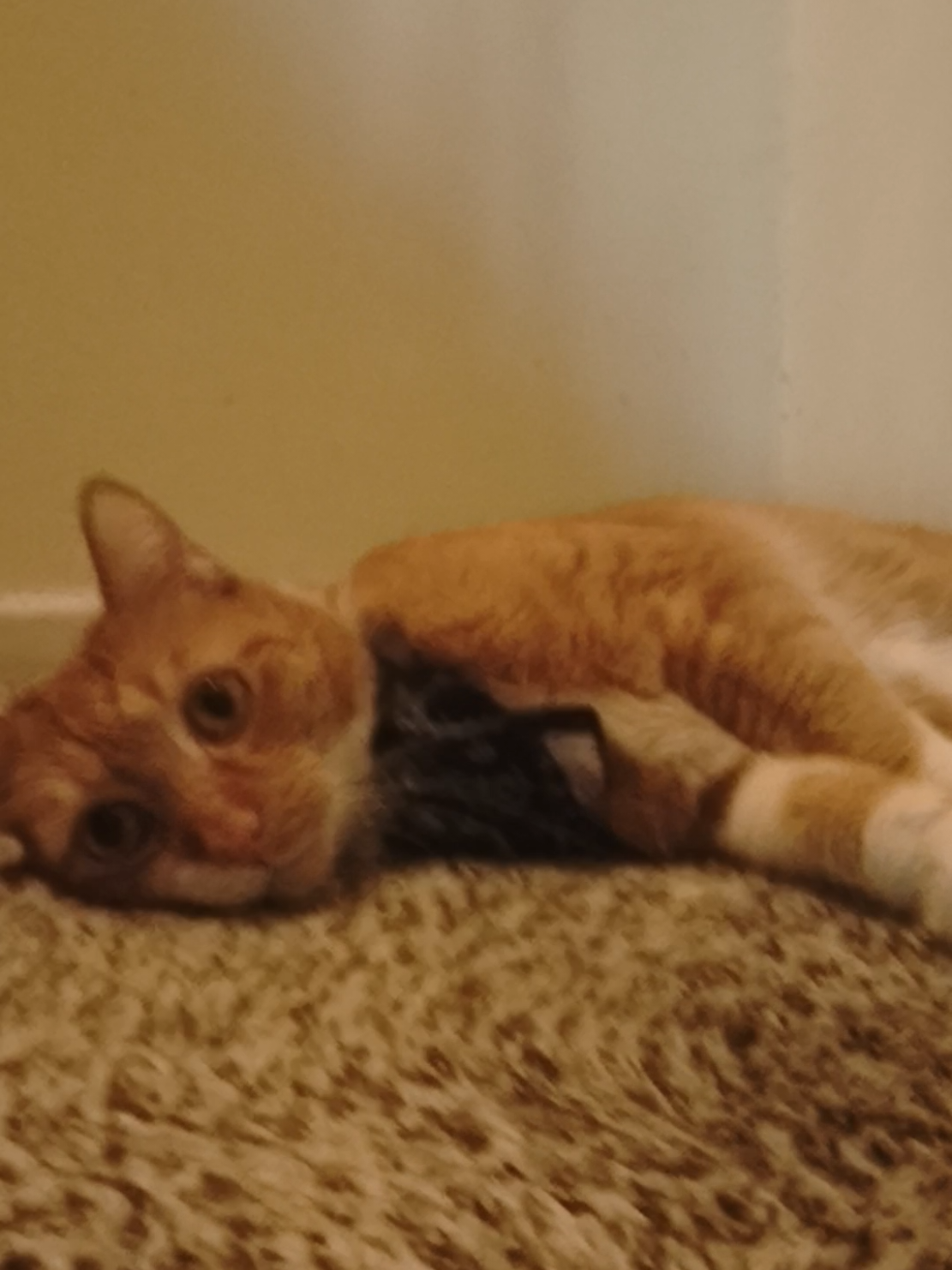 @Oskarcats