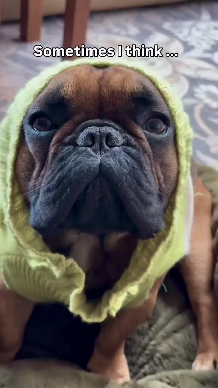 @Axel Rose | Bullmastiff