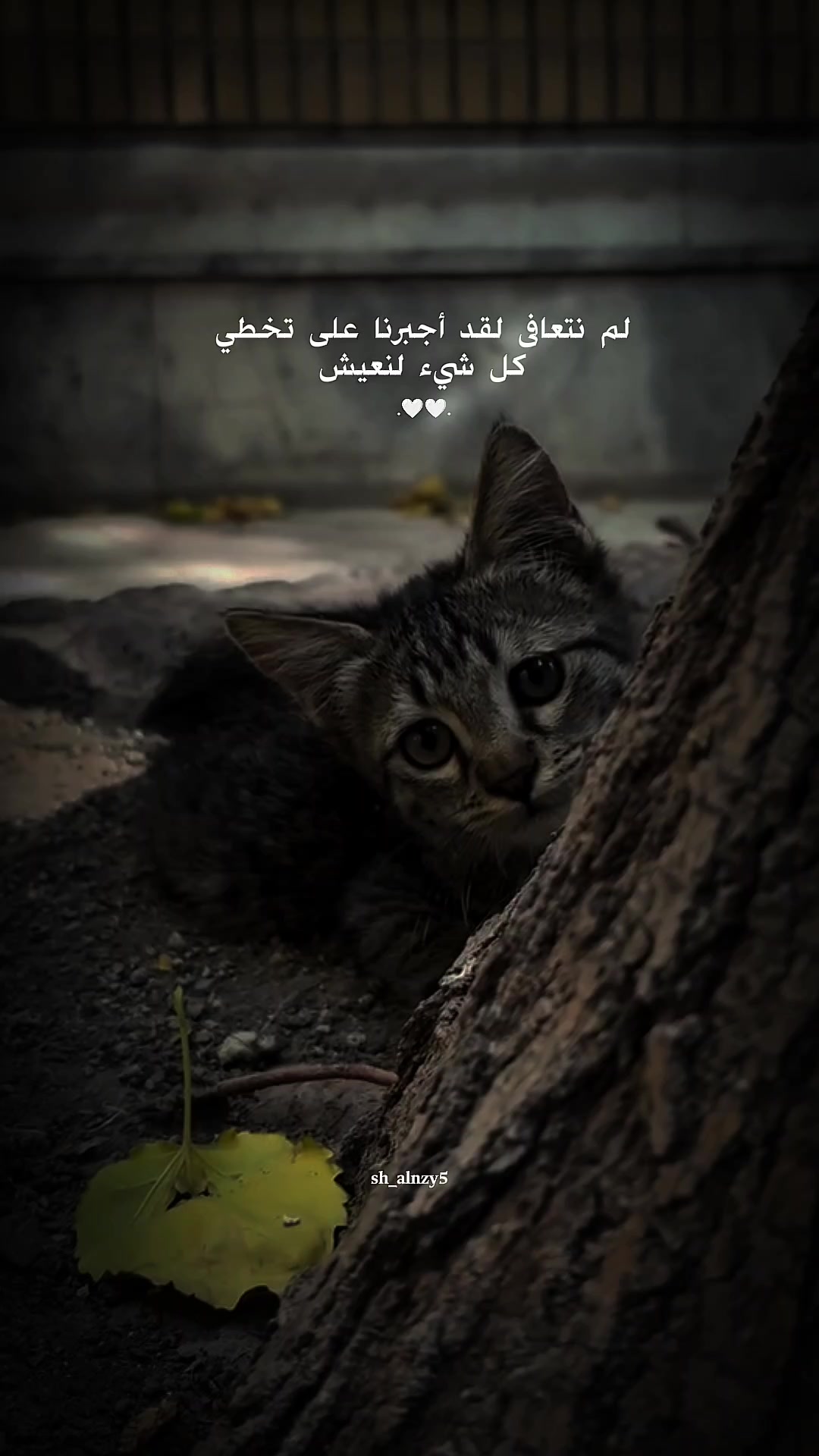 @شامان العنزي