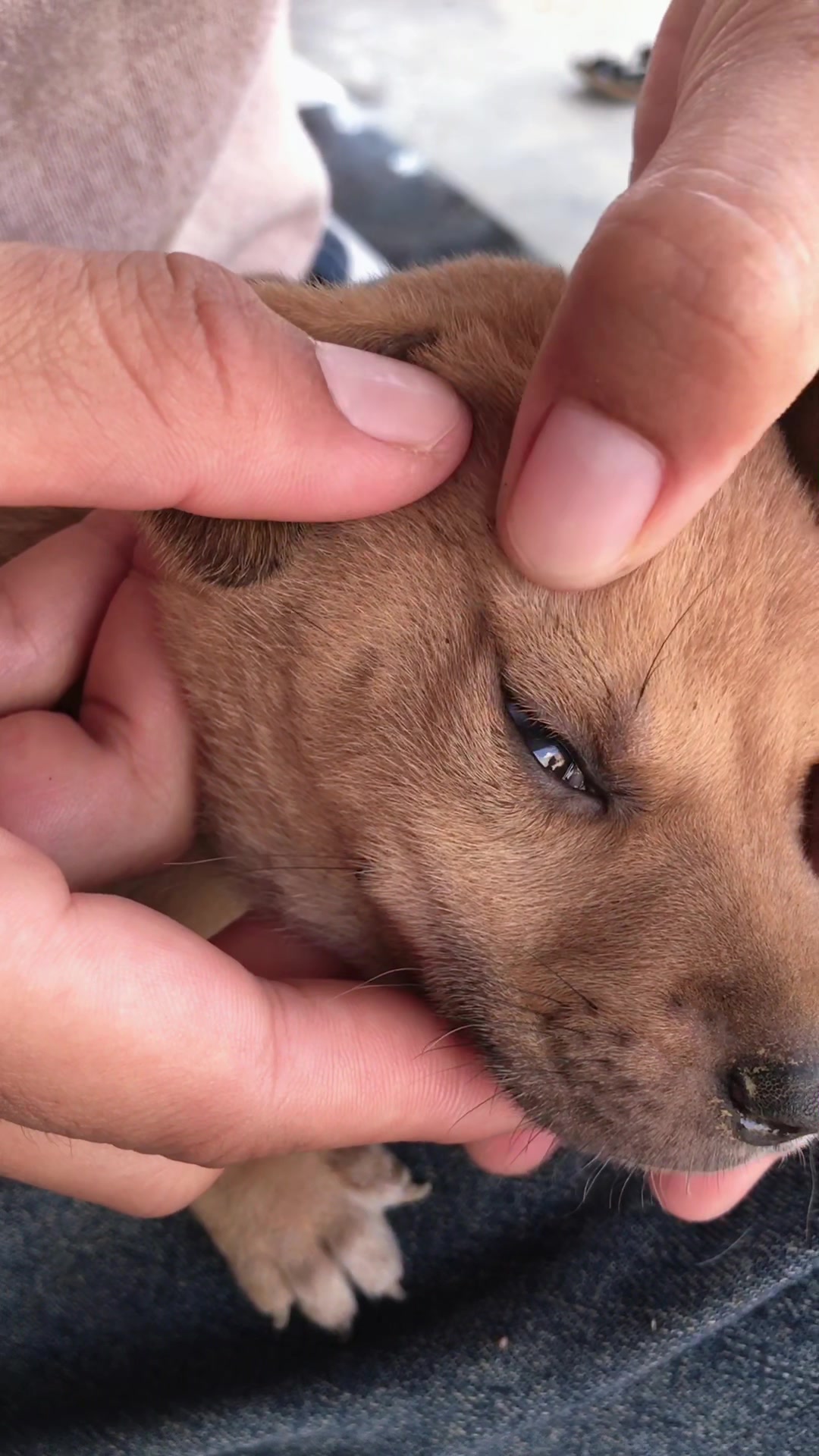 @lice puppy lovers