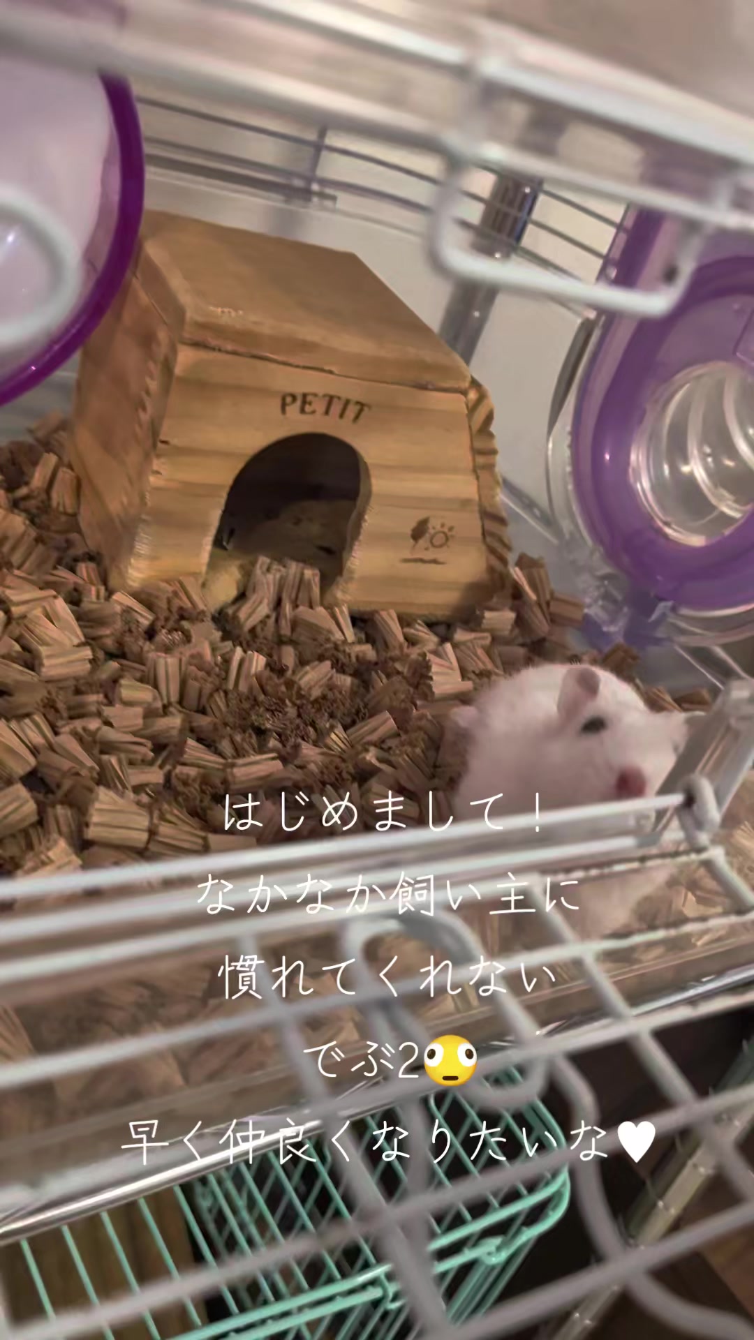 @二本1可愛いハムスターのいる暮らし