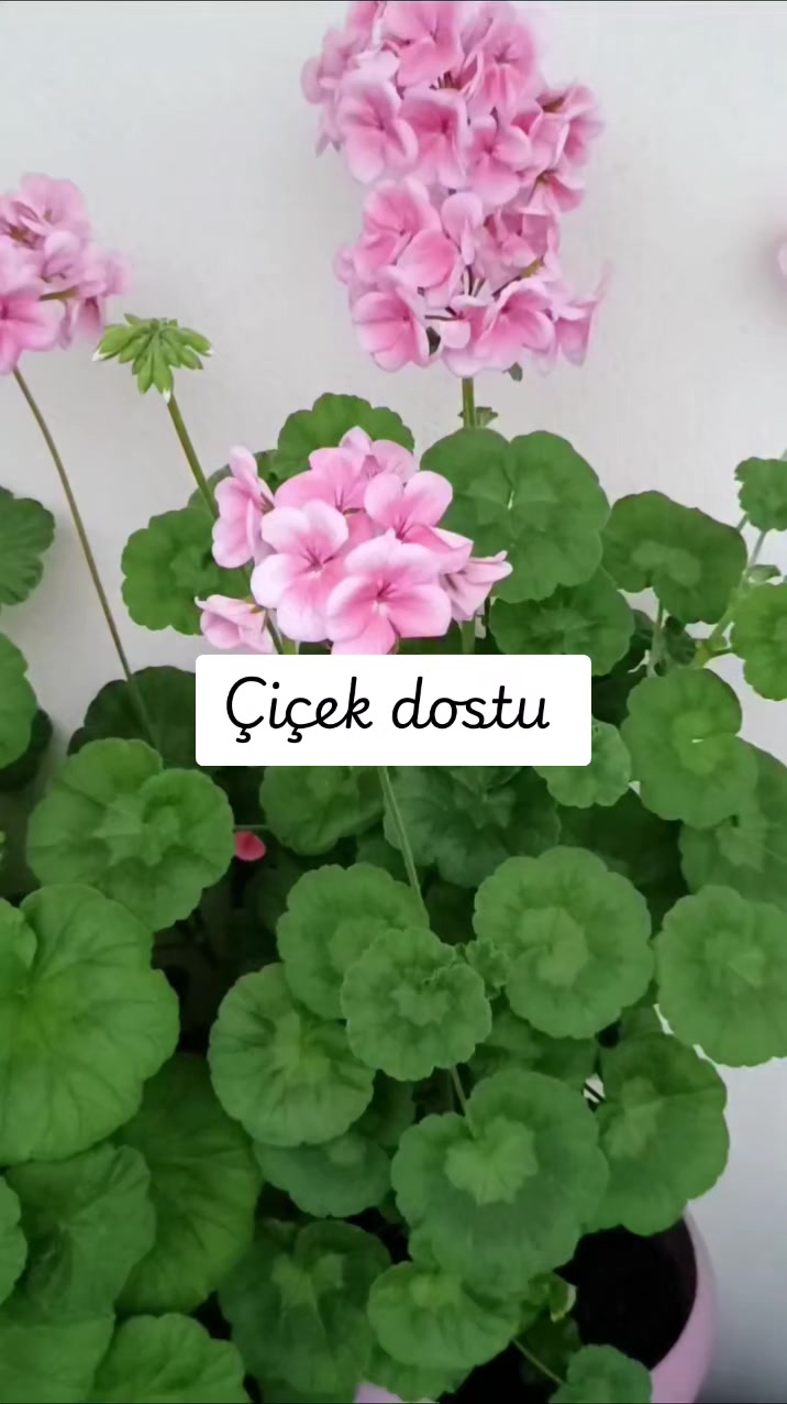 @💧&Ccedil;i&ccedil;ek dostu 🇹🇷💧