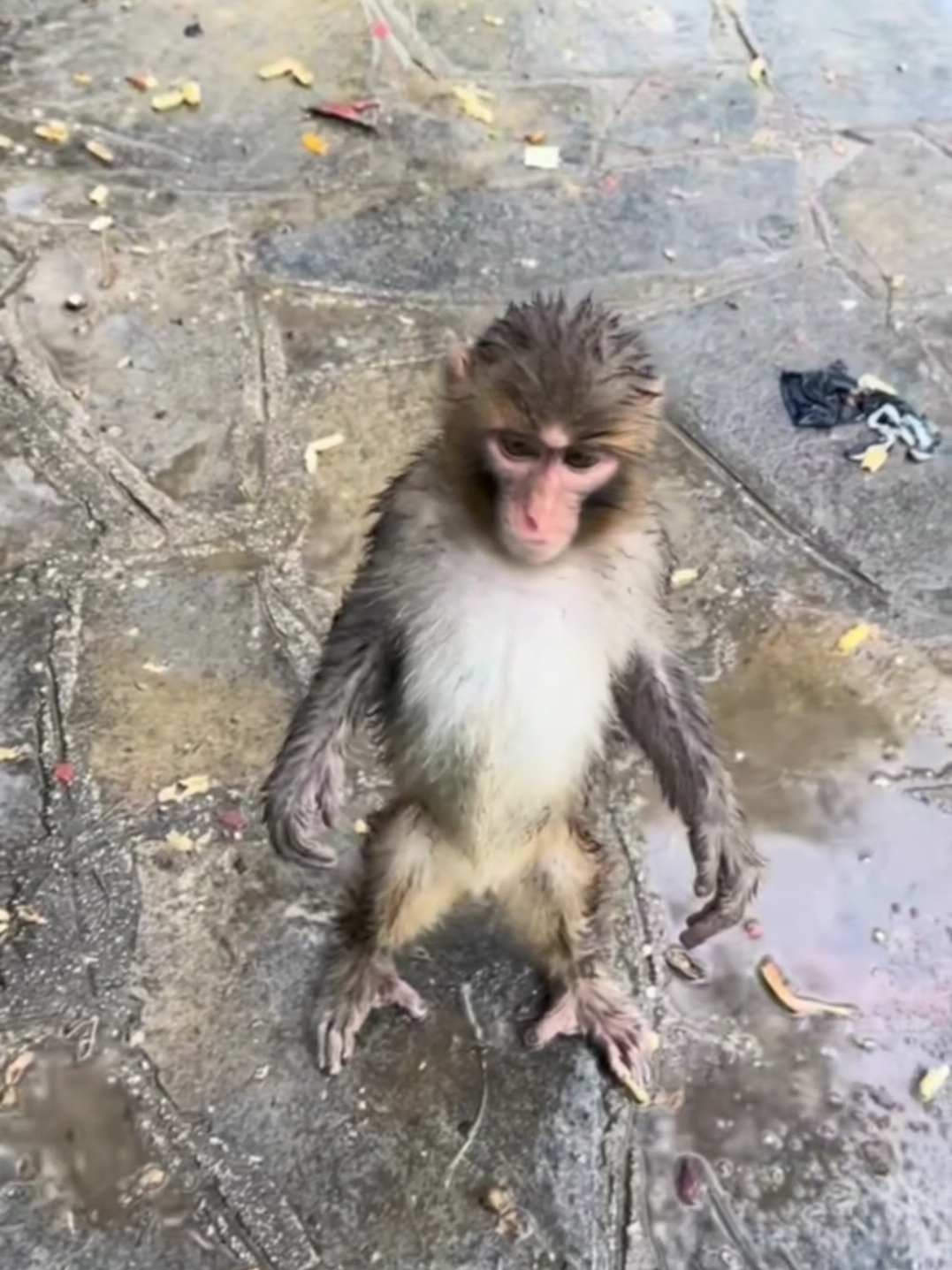 @monkeycaco77