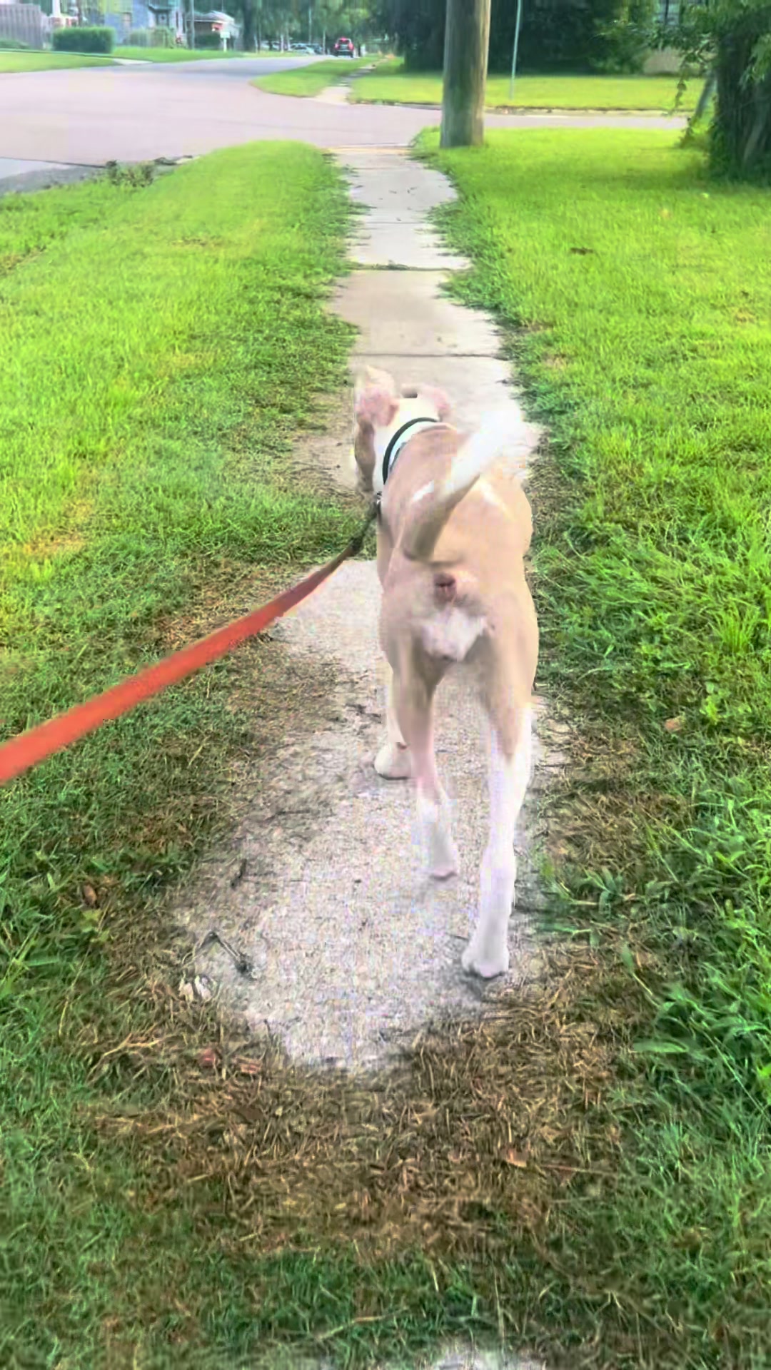 @k9stateofmindjax