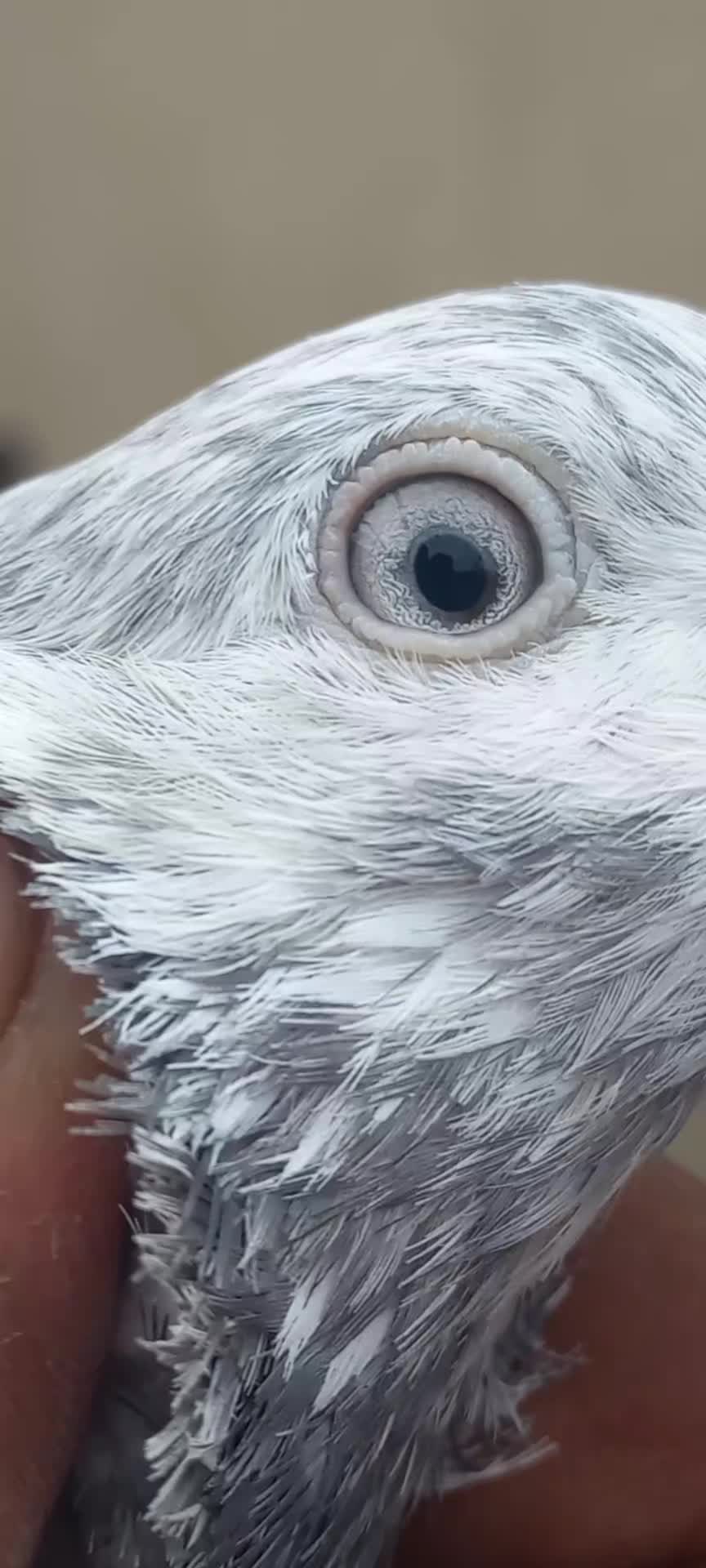 @Ranakasuripigeon