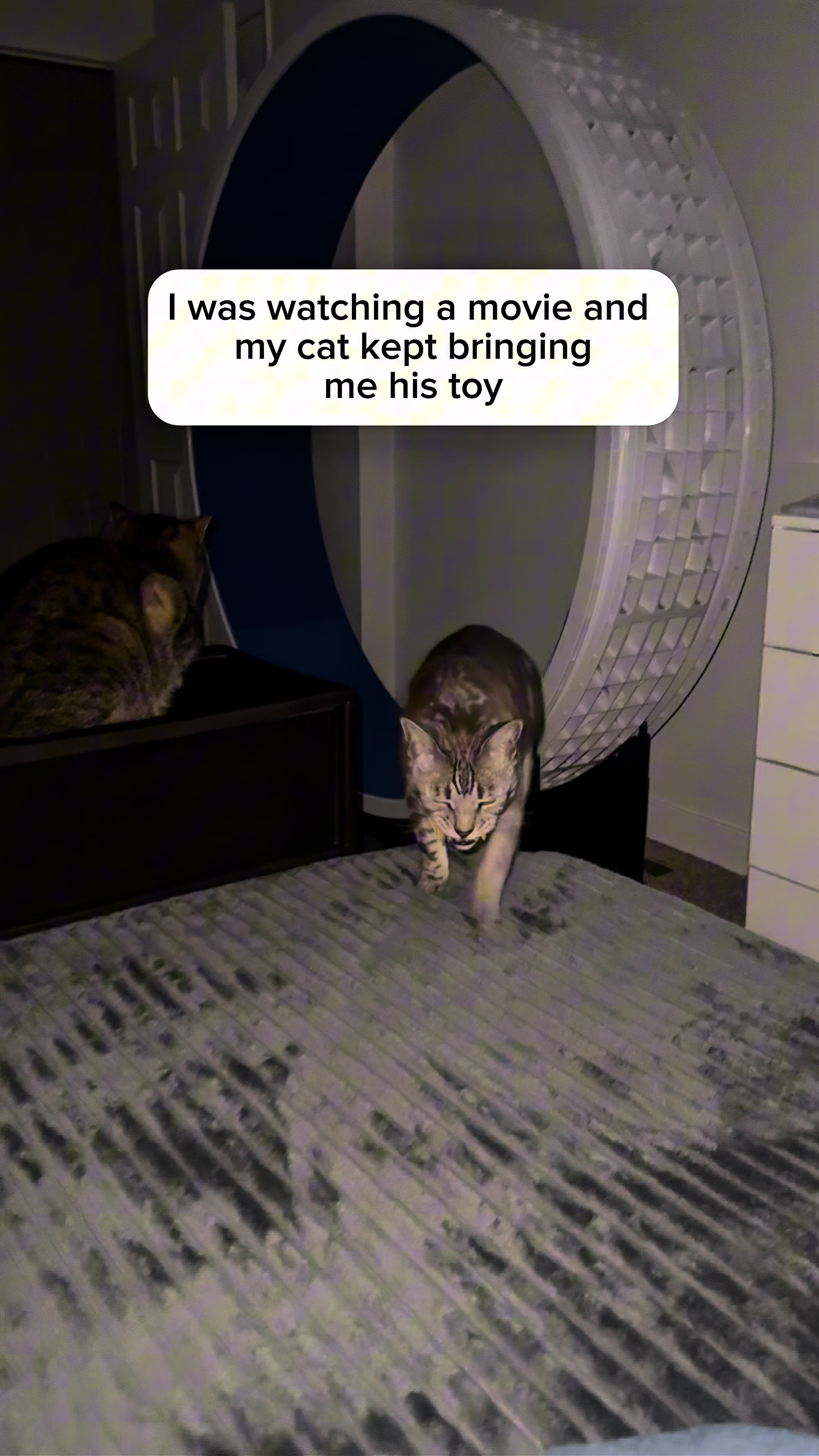 @Three Nawty Cats