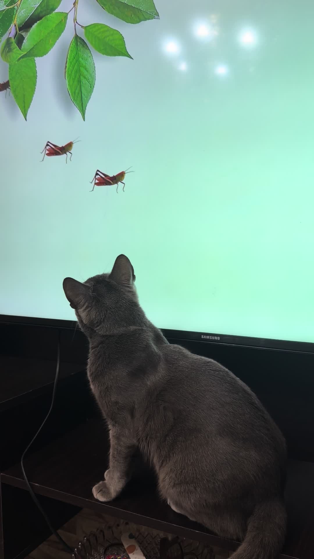 @asoolcat