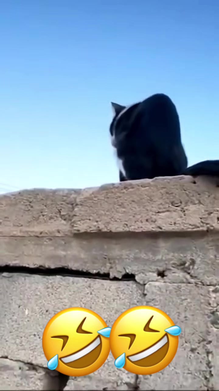 @Funny_pets