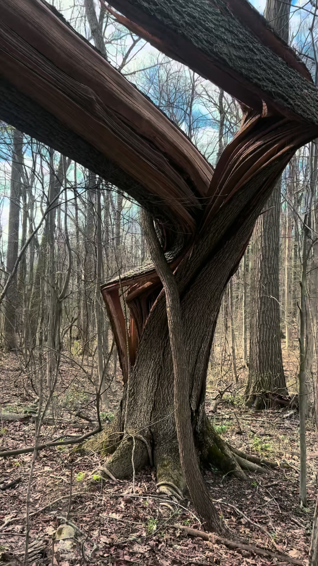 @Daver in the Woods