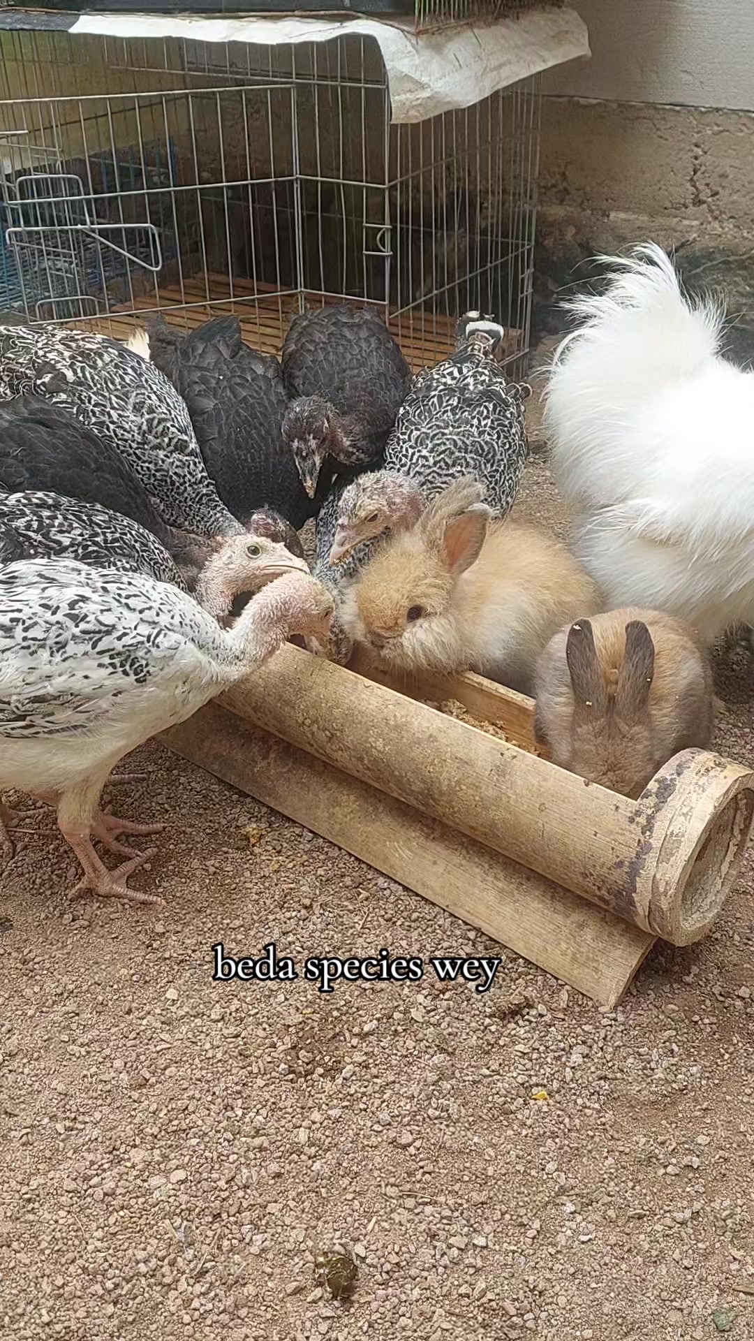 @Cileunyi Rabbit