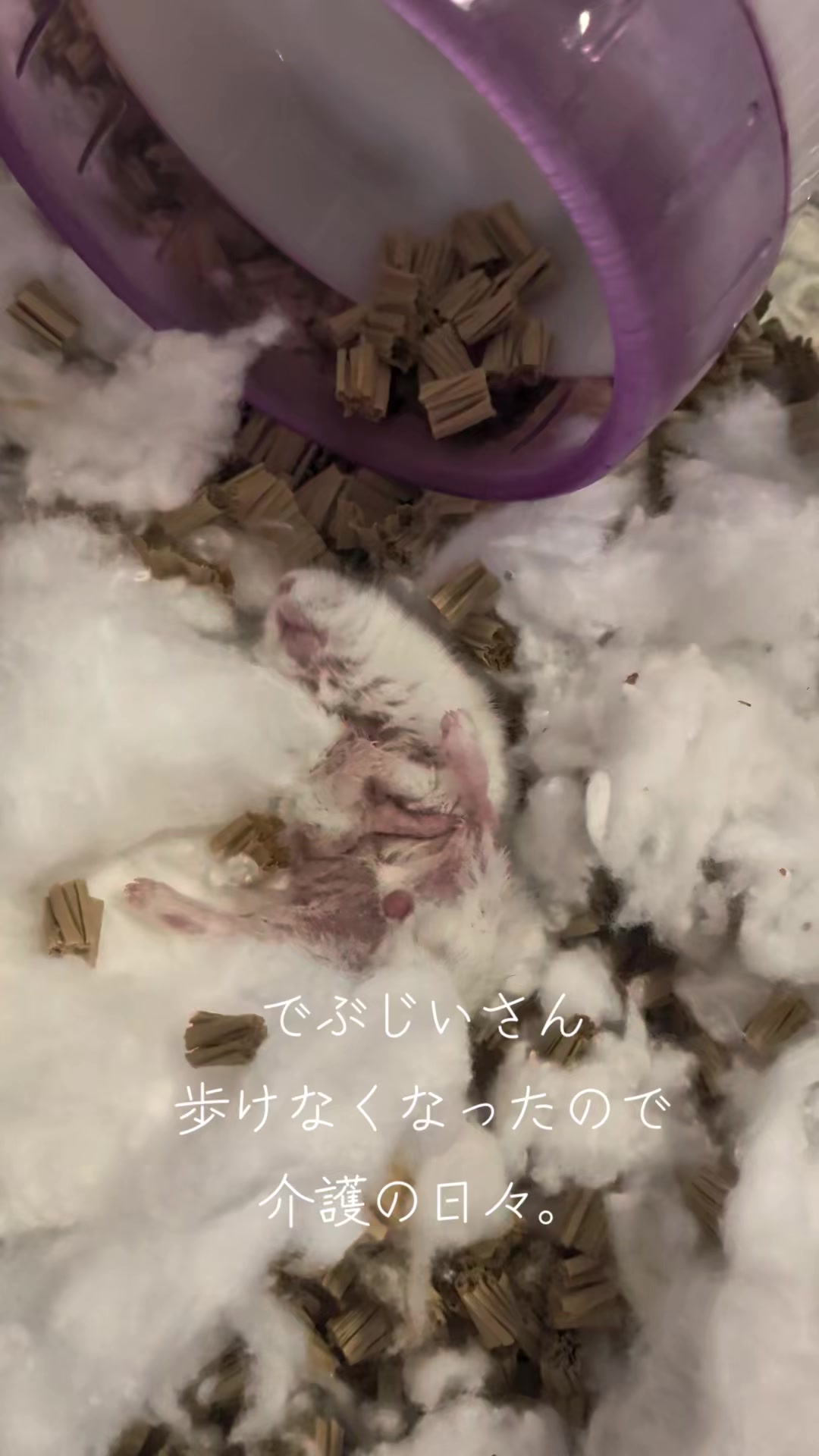 @二本1可愛いハムスターのいる暮らし