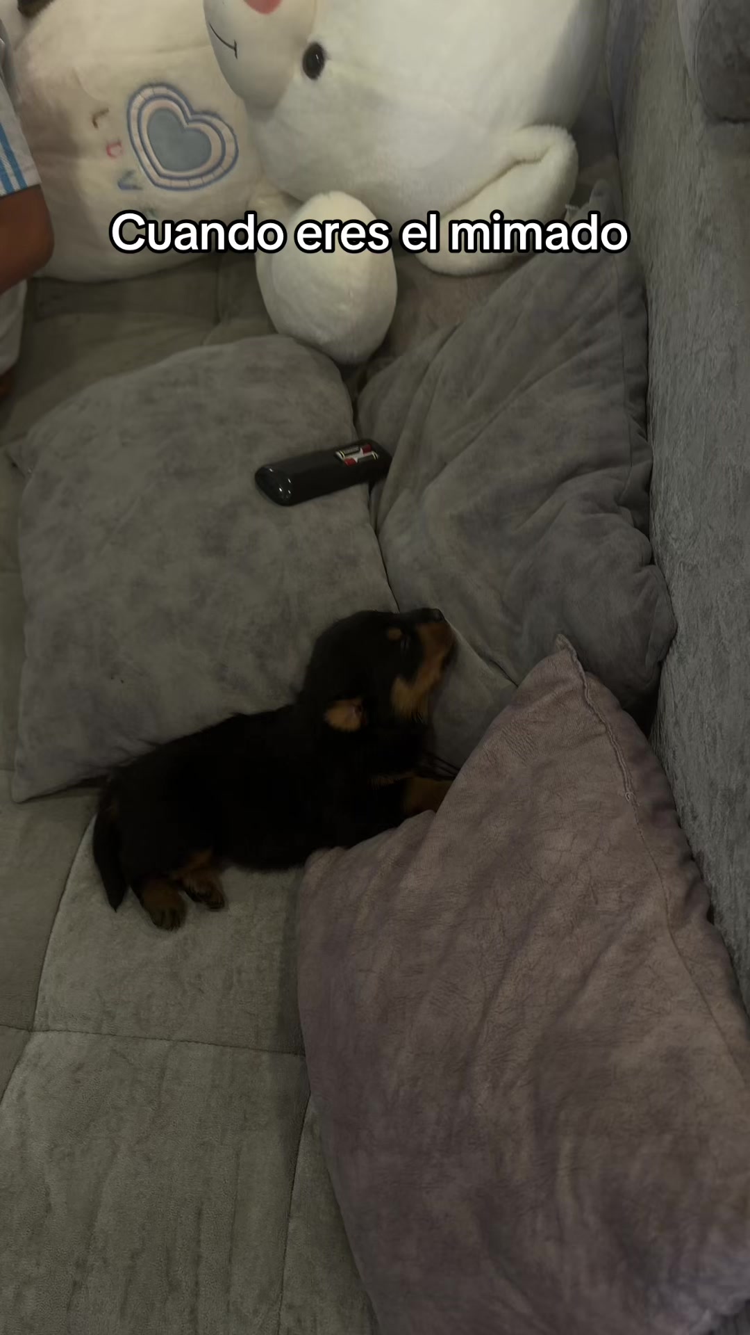 @I love DOGS