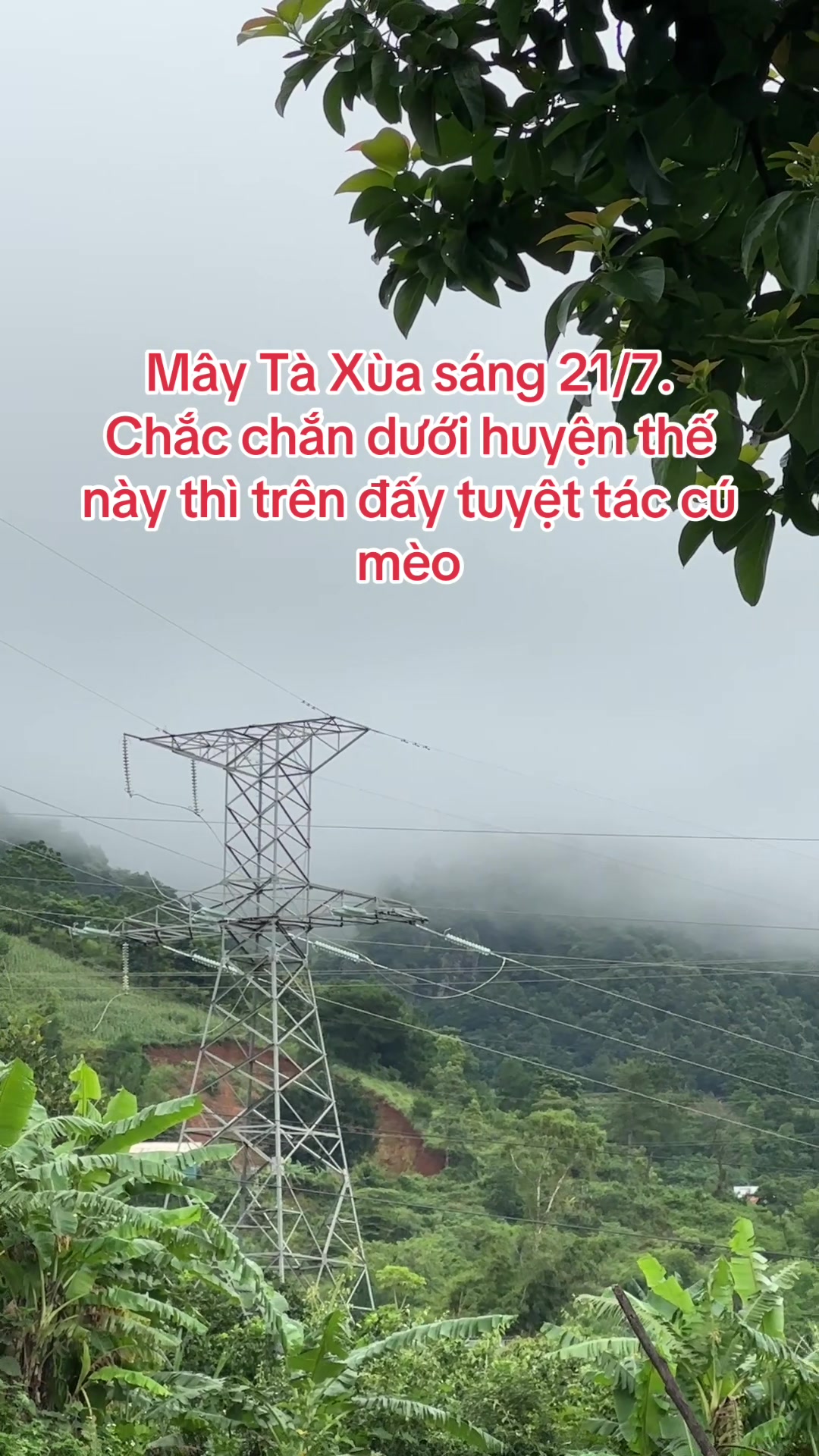 @Hoa s&uacute;n ( nh&iacute; nhố)