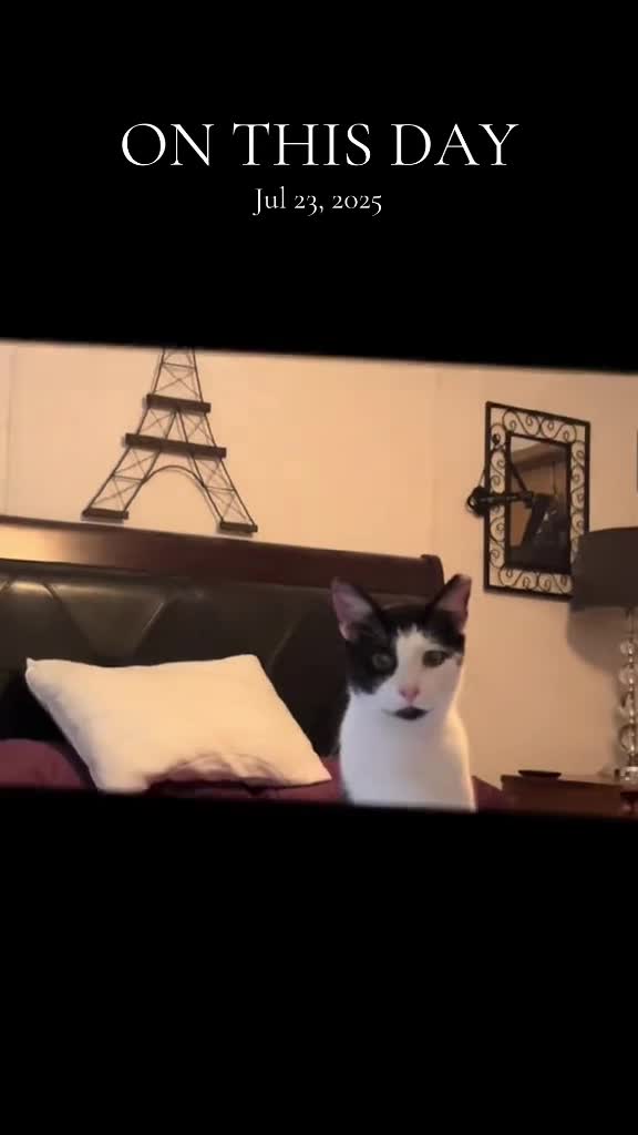 @catlover313official