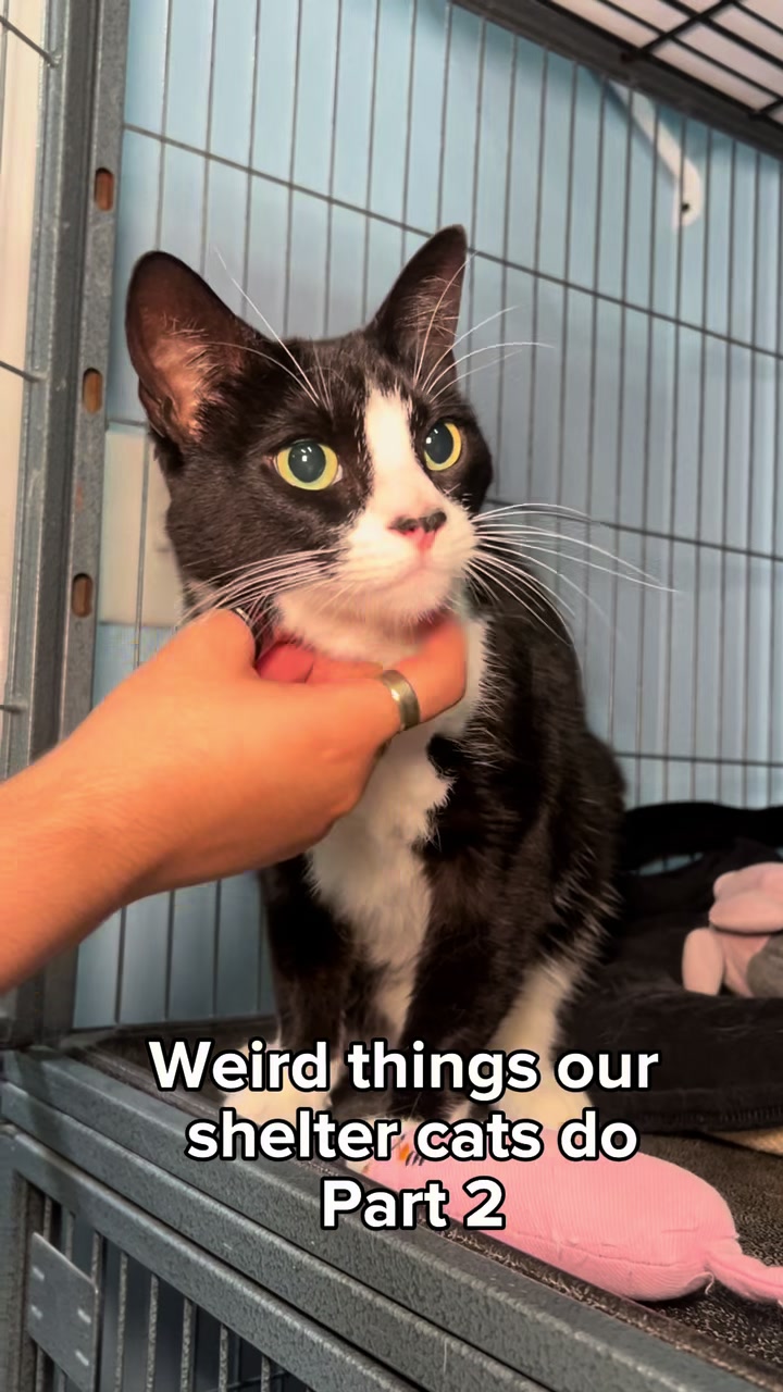 @AbandonedAnimalRescue