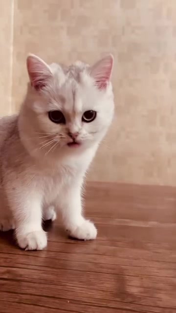 @cats_familyofficial