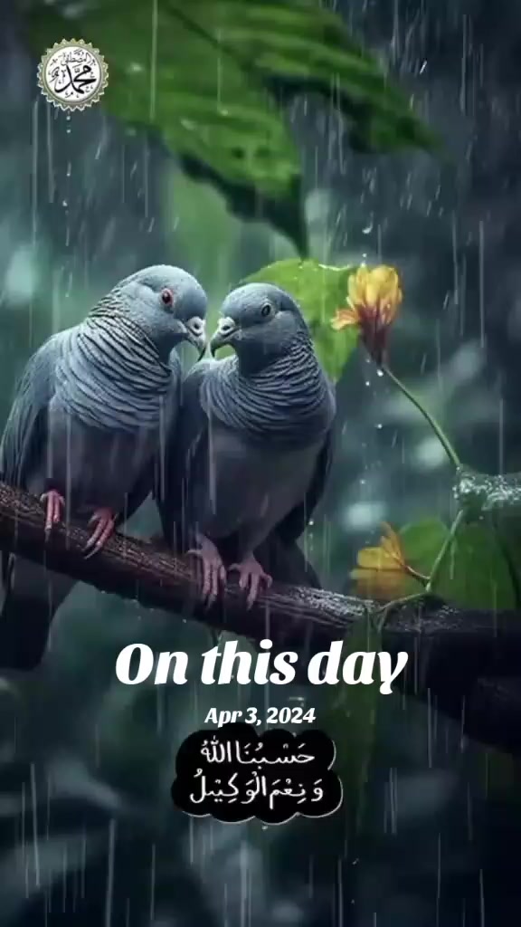 @shabazamir825