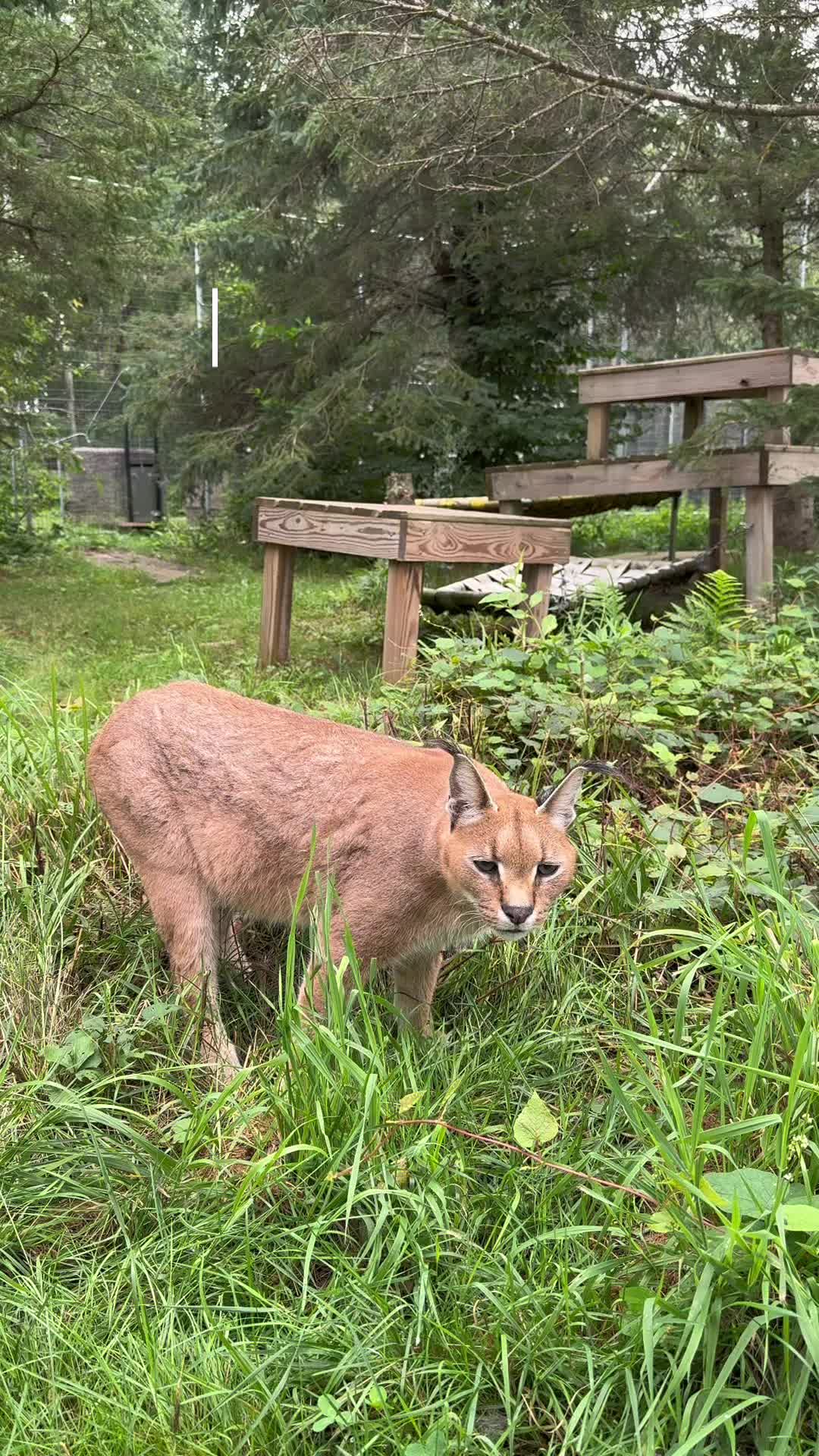 @The Wildcat Sanctuary