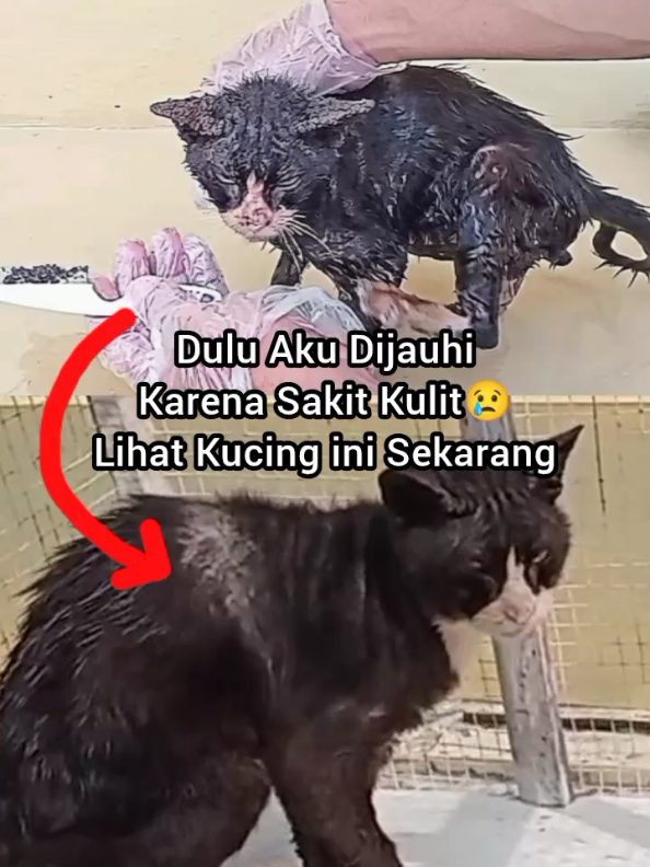 @Kucing Rumah Ronal