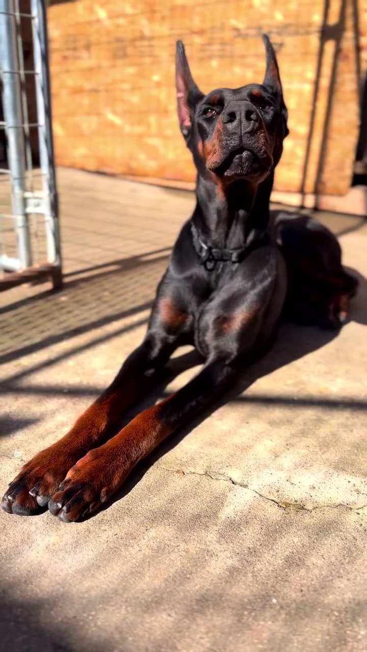 @Blakbone Mastiff Kennel