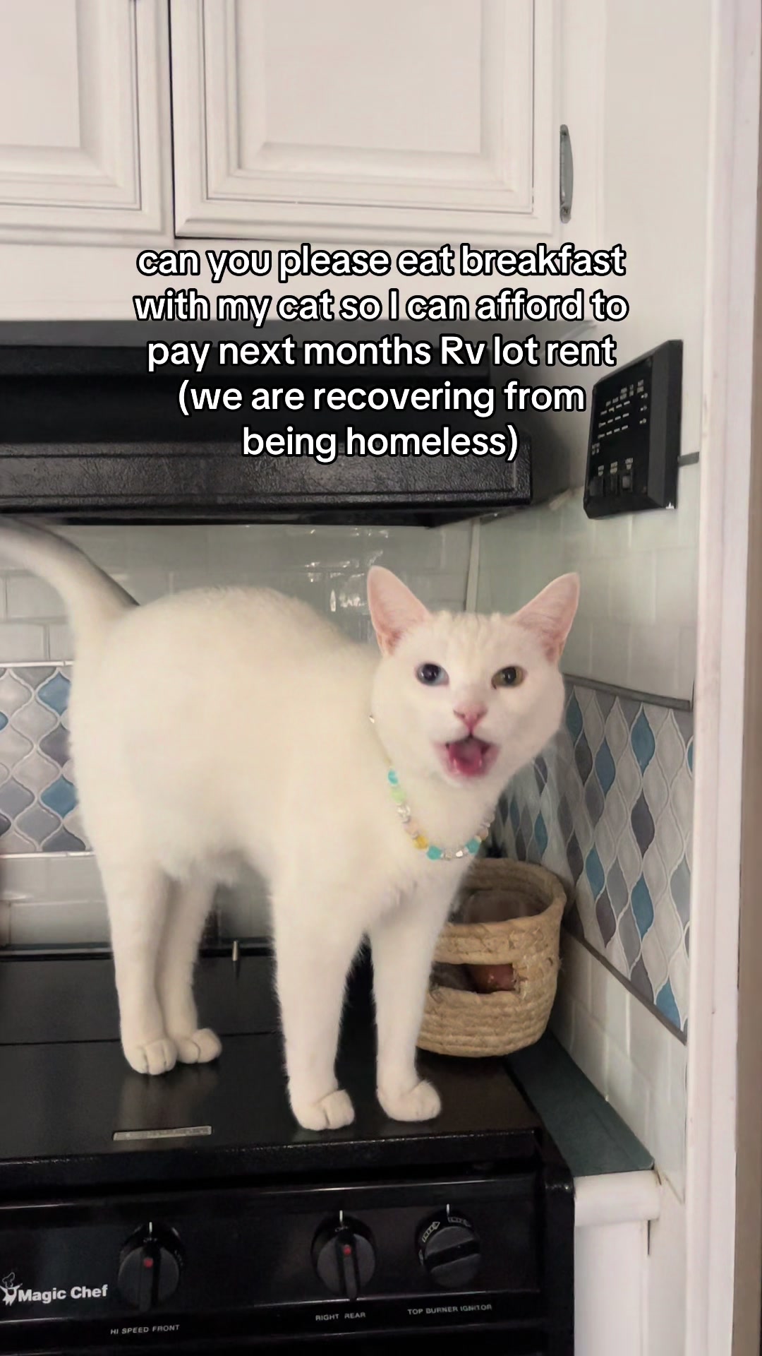 @chicken the white cat