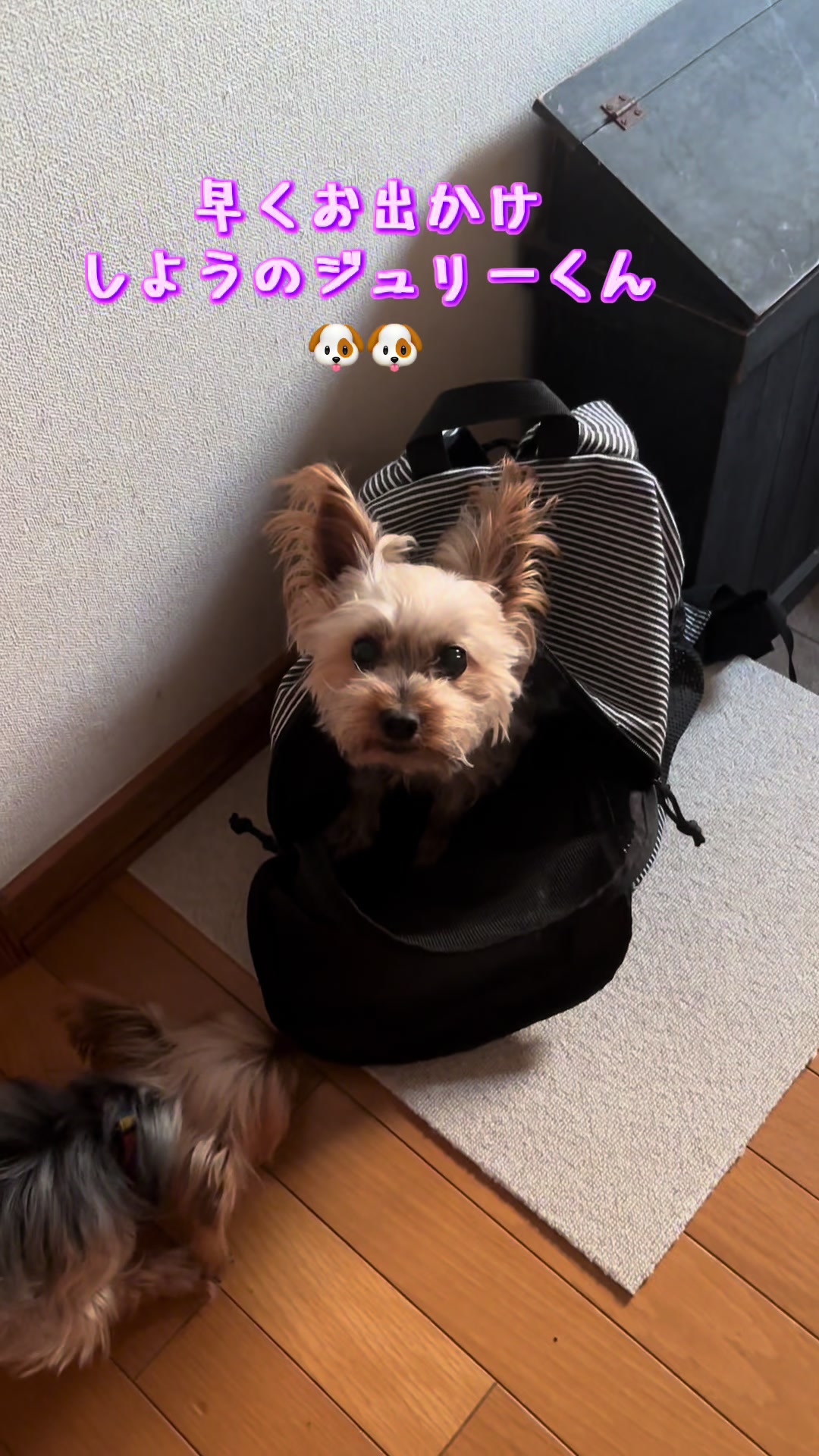 @🎀 ヨーキー のJulie and tia 🎀