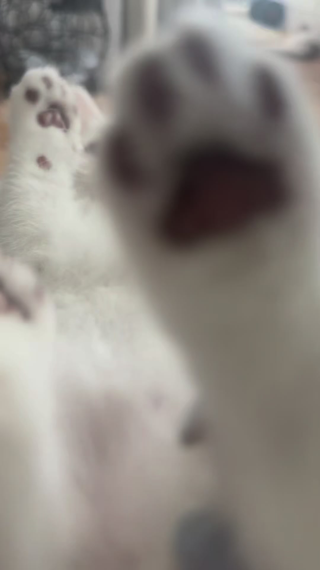 @swetlana_kittycat