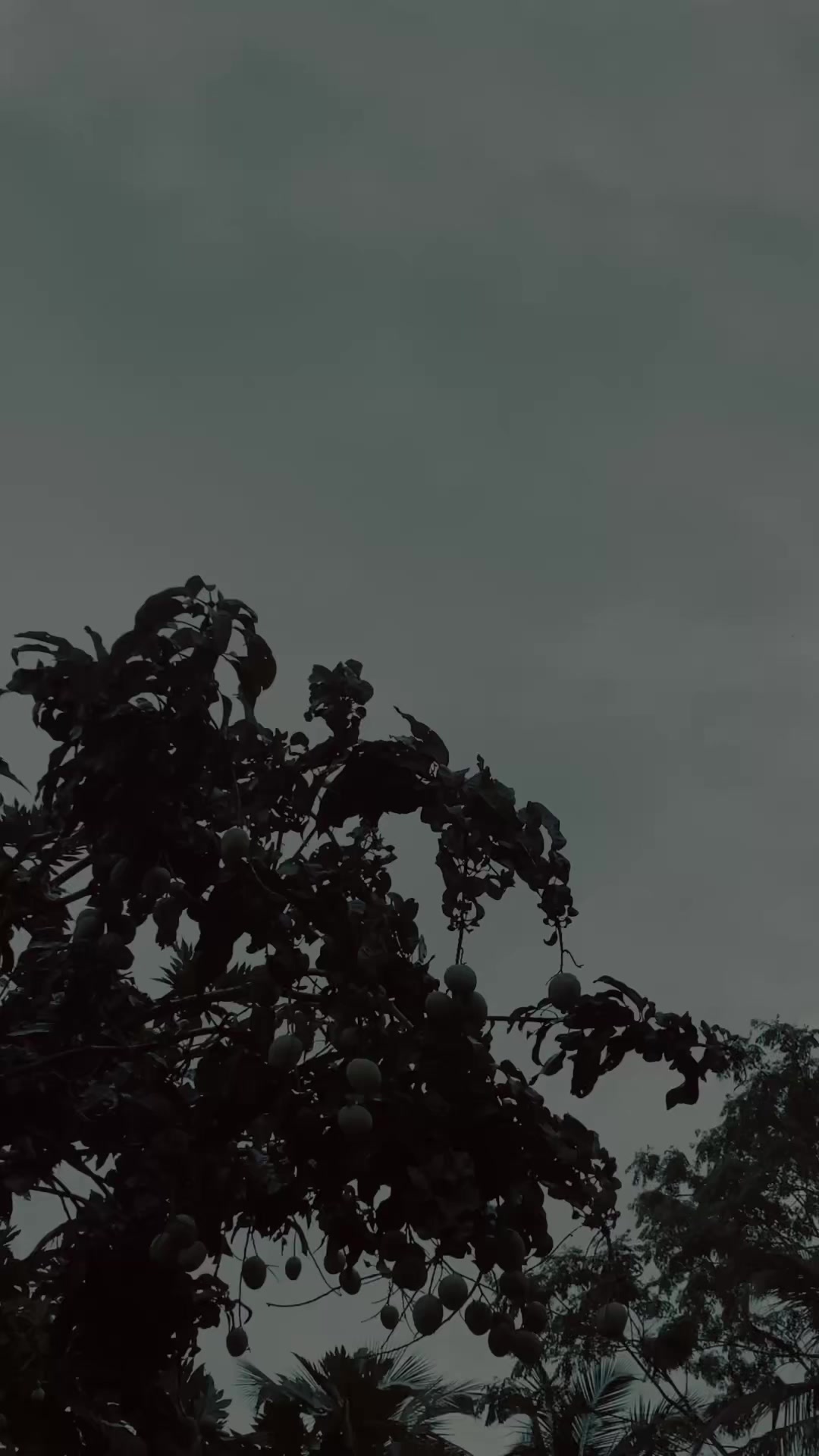 @< 𝐀 𝐌 𝐄 𝐄 𝐒 𝐇 𝐀 🕊️ ᥫᩣ