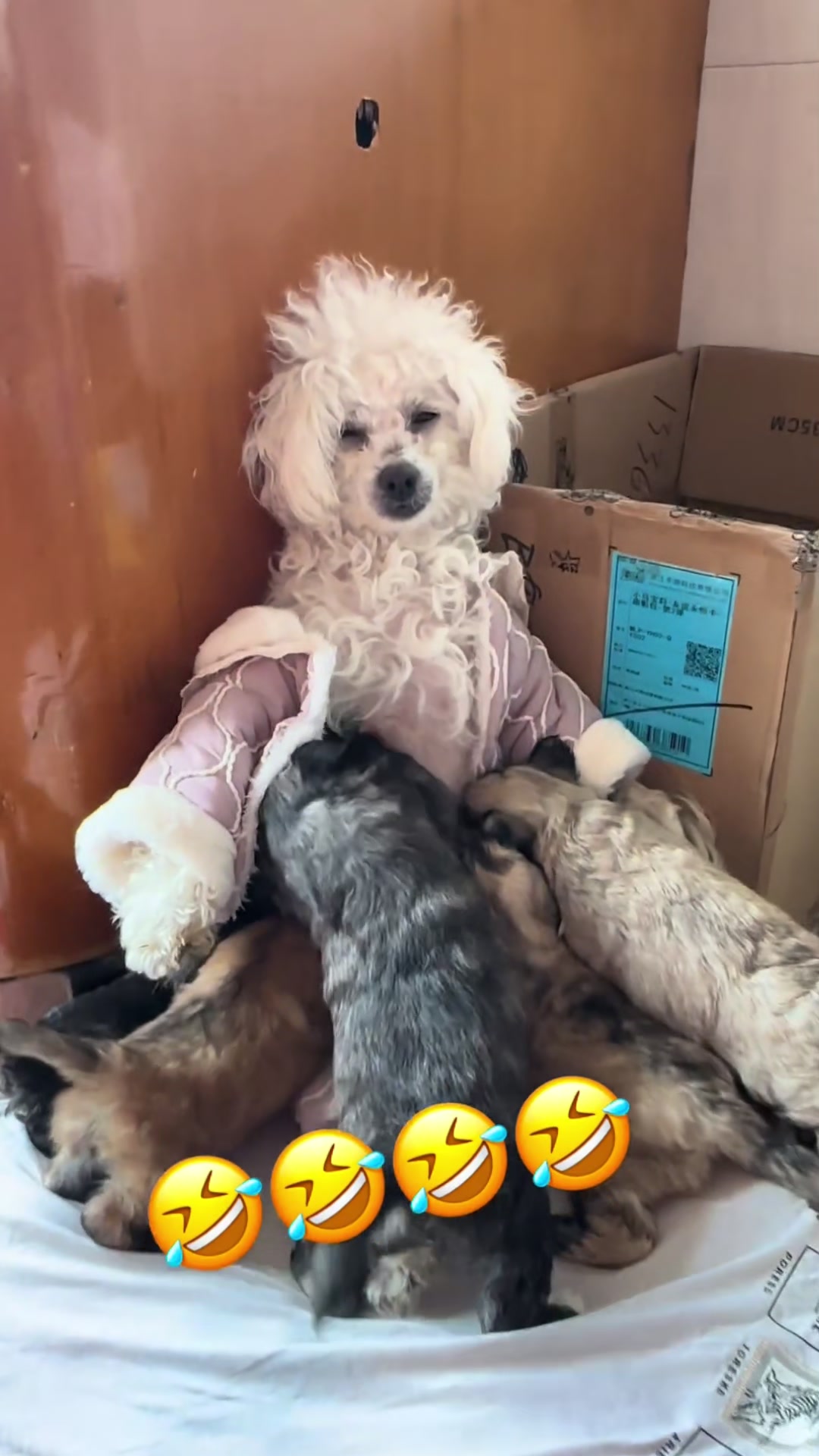@Funny dogdia80