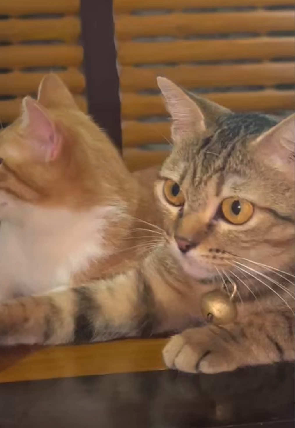 @Ciko & The Meow Gang ๐พ