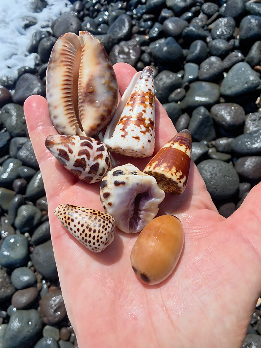 @Noe 🐚 Shells