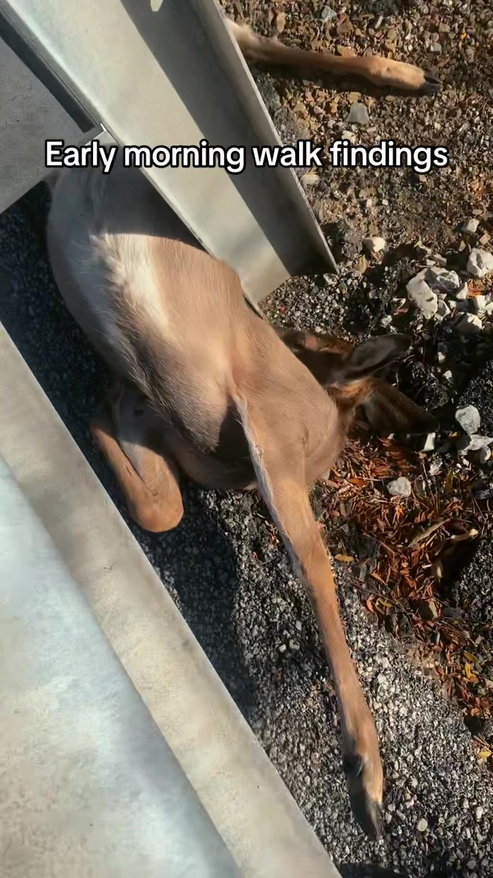 @Dump