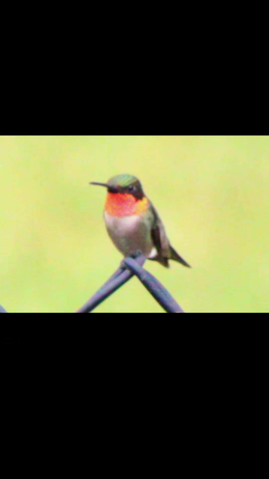 @BirderInaBronco