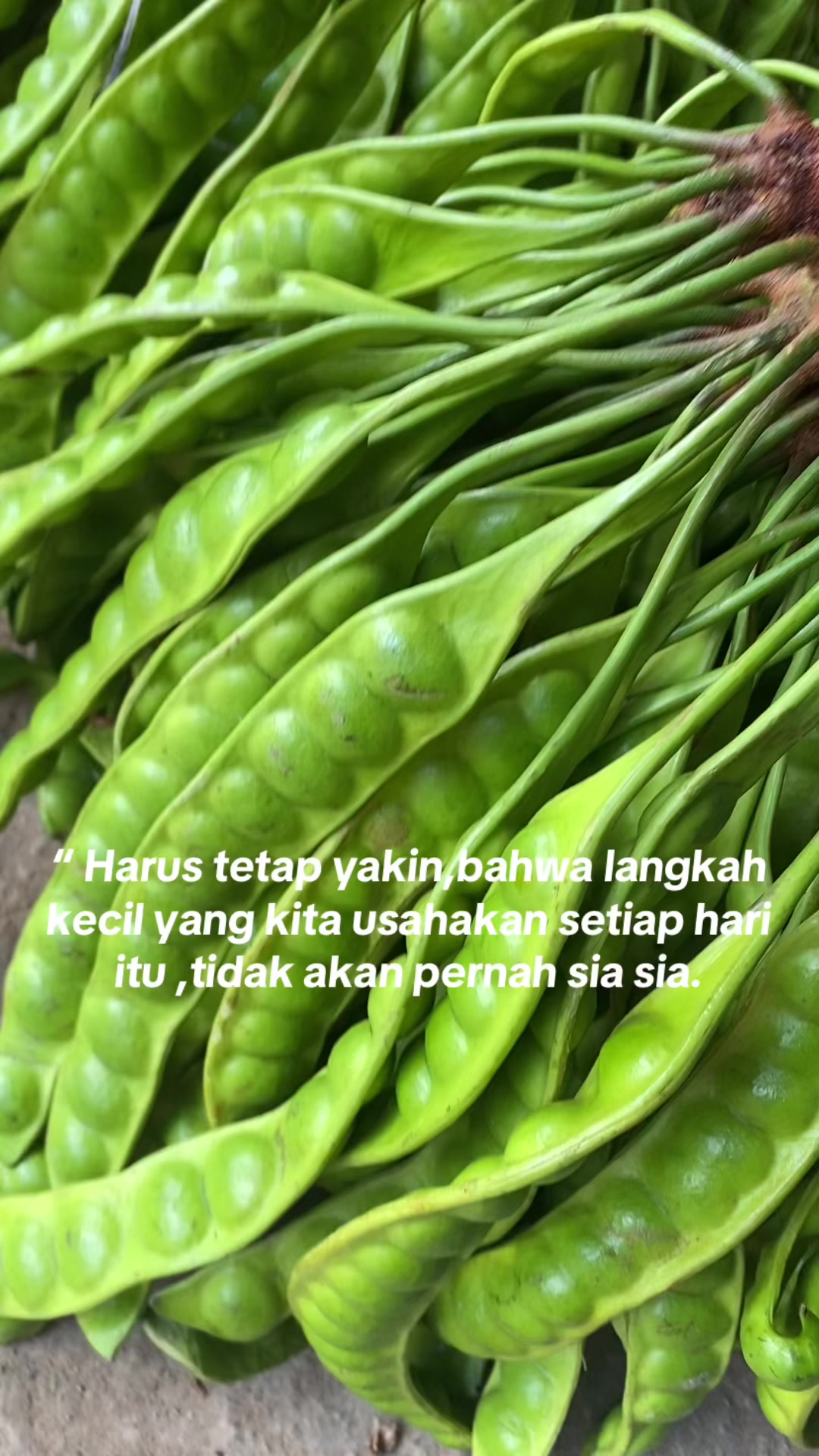 @syafatenda4