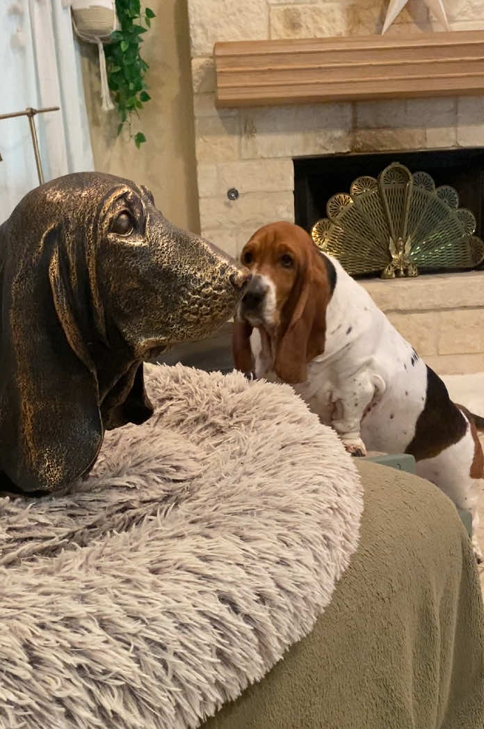 @baudelairethebasset