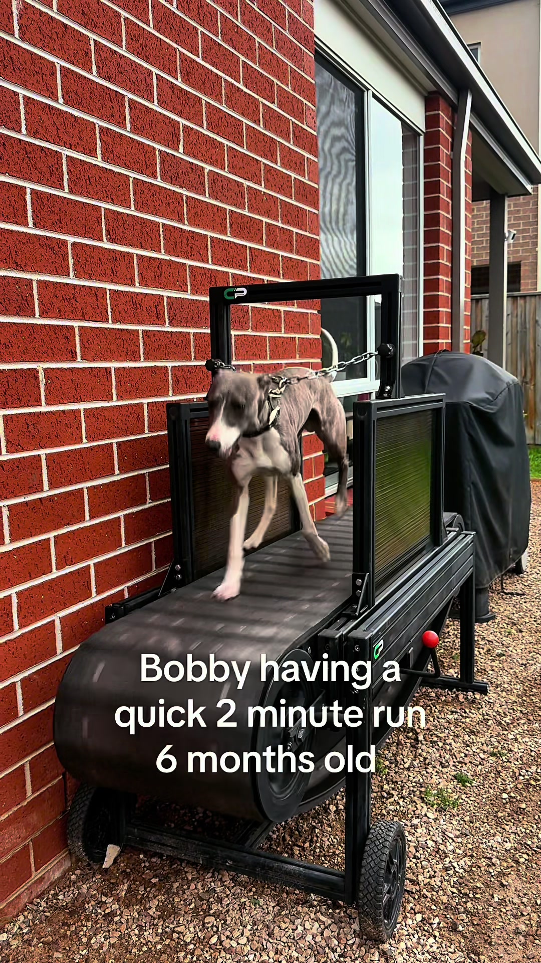 @chaseprodogtreadmills