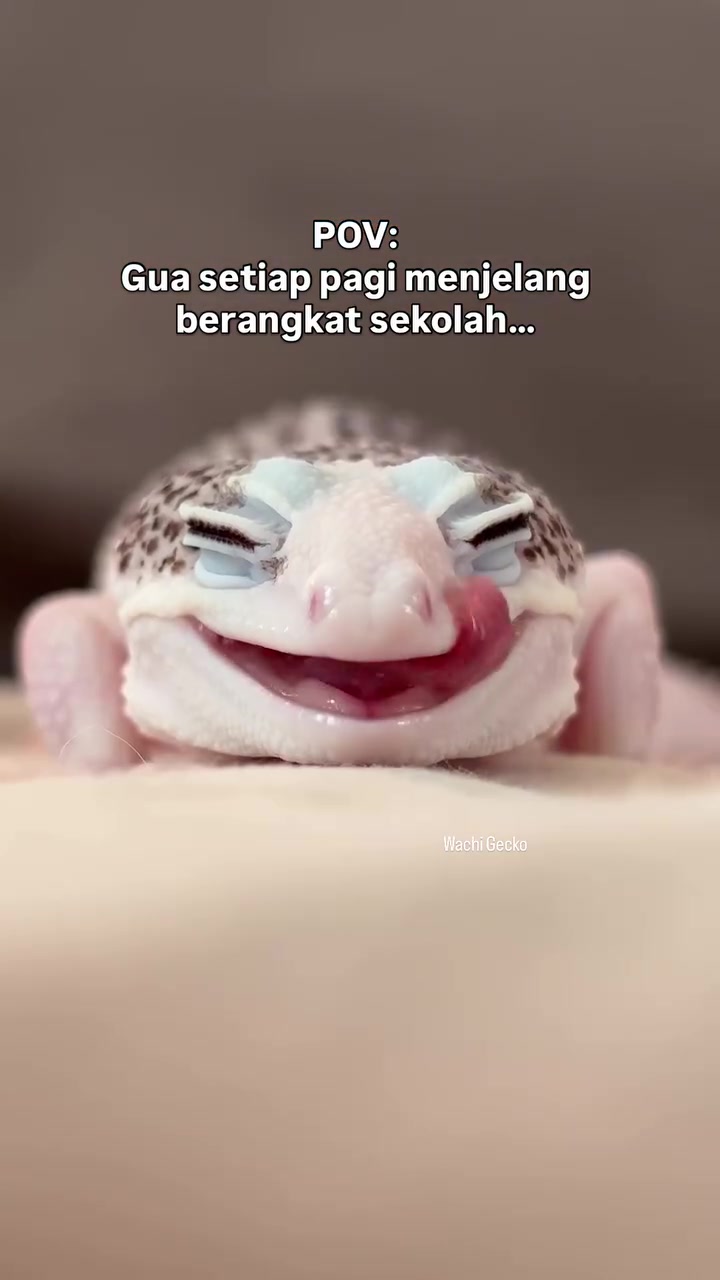 @wachigecko
