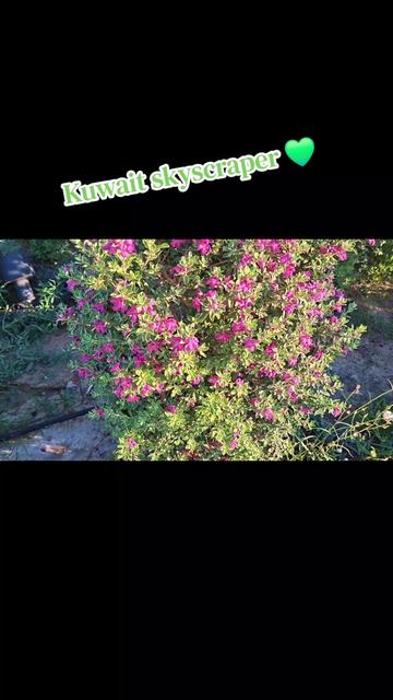 @Empress 👸