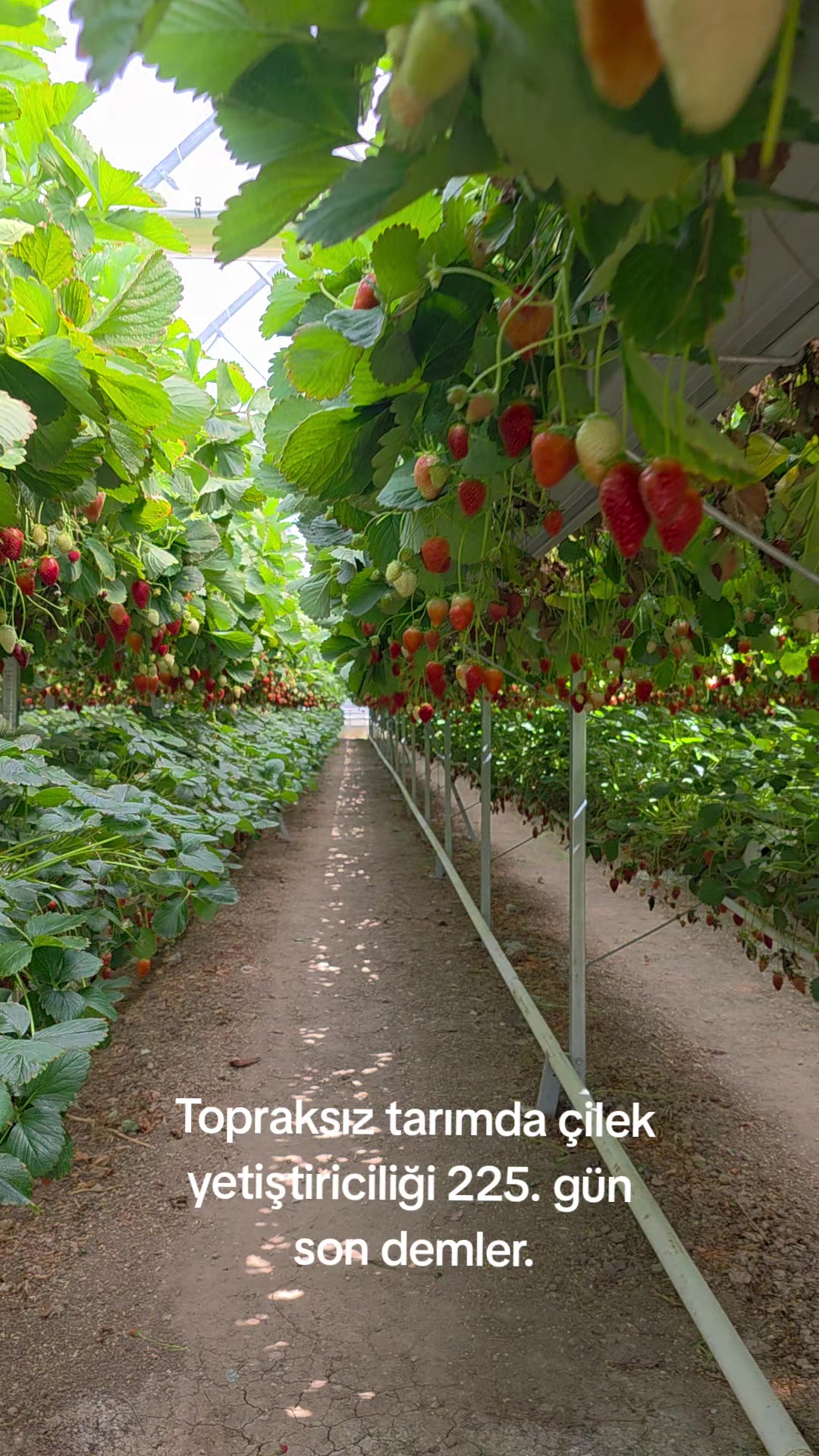@Kartes Tarım Danışmanlık