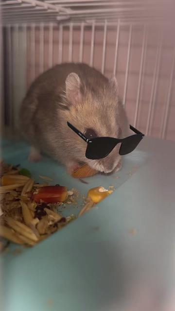 @𝓩𝓾𝓵𝓯𝓾𝓺𝓪𝓻𝓵𝓲