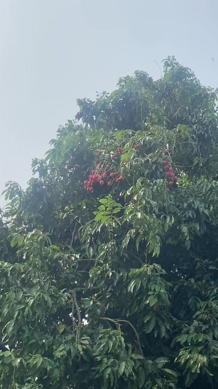 @nirabasnet607