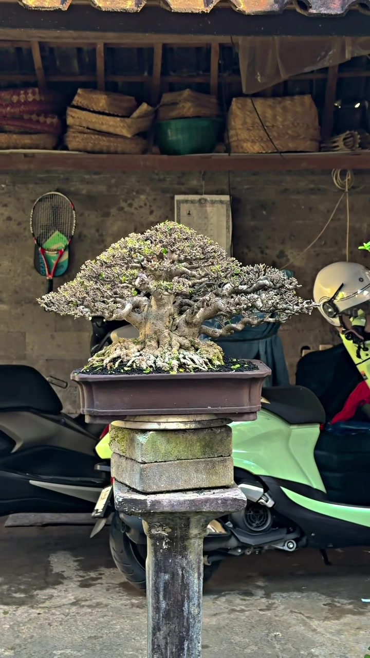 @“Cris Art Bonsai”